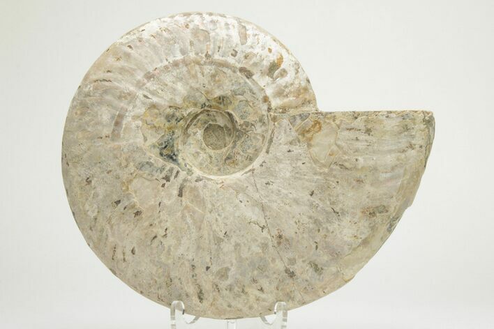 Silver Iridescent Ammonite (Cleoniceras) Fossil - Madagascar #219586